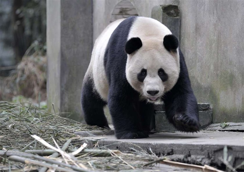 Panda Yang Guang, Tian Tian