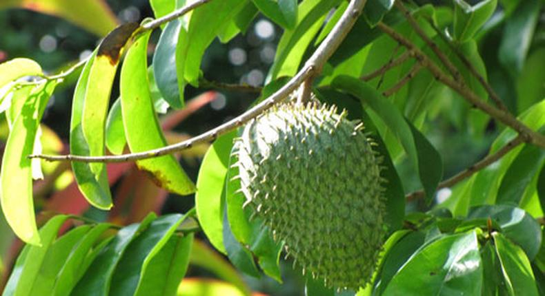 Soursop leaves supplies surprising health benefits to the body [Free web store]