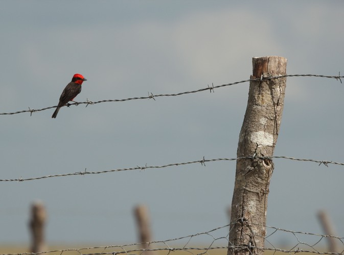 Wenezuela - Los Llanos