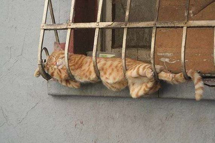 Gdzie koty sypiają