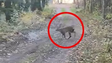 Leśnicy są zachwyceni. "Pierwsza potwierdzona obecność unikatowego drapieżnika"