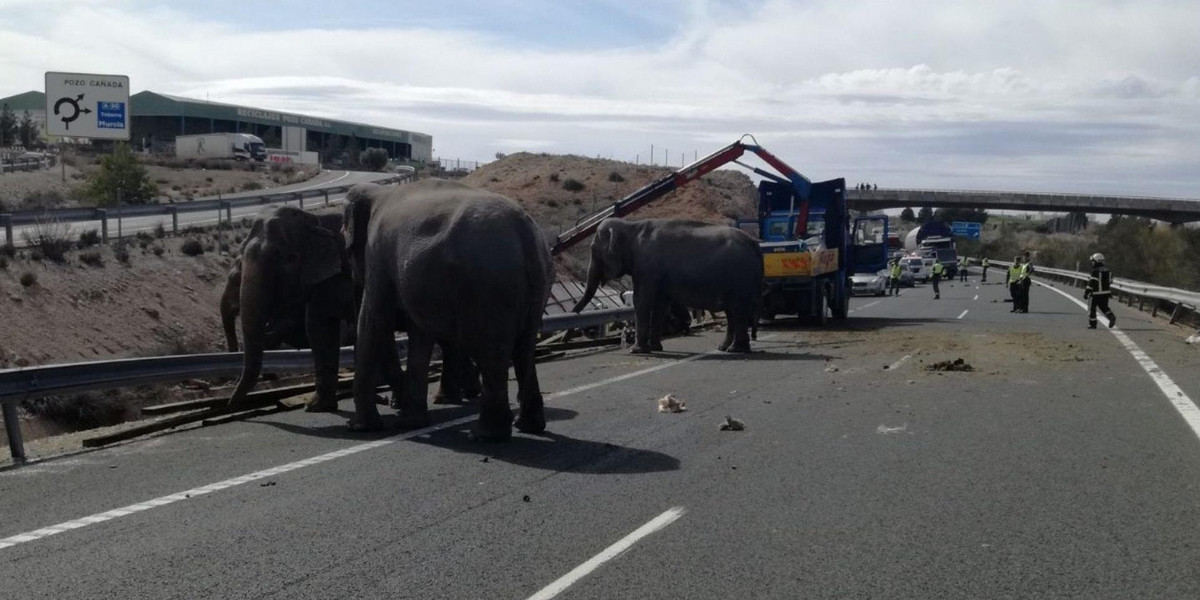 Hiszpania. Wypadek ciężarówki przewożącej słonie