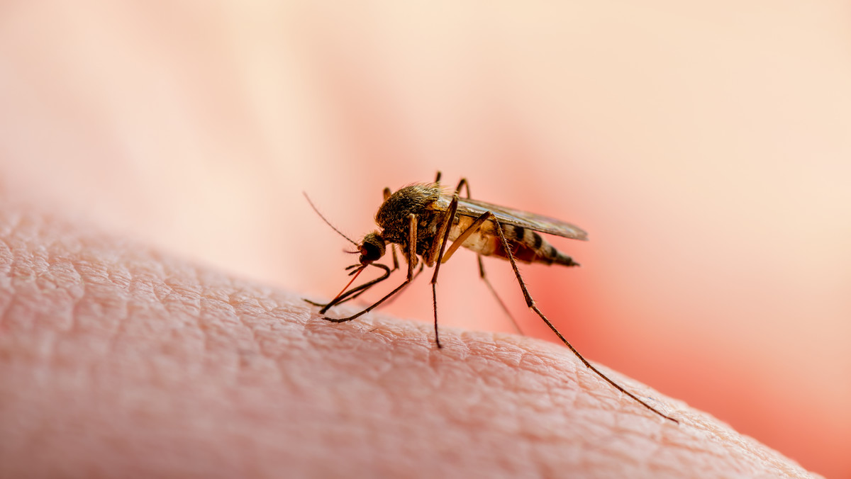 Koronawirus. Francja: epidemia dengi w zamorskich terytoriach