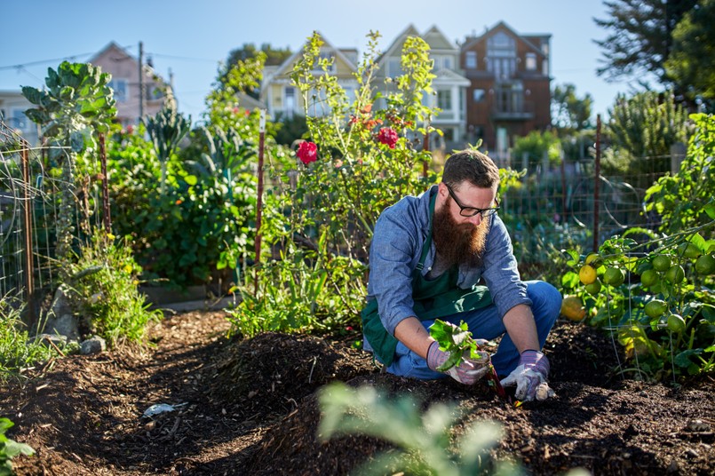 Rodzinny Ogród Działkowy Rodzinne Ogrody Działkowe ROD działka ogród Bearded,Millennial,Harvesting,Beets,In,An,Urban,Communal,Garden