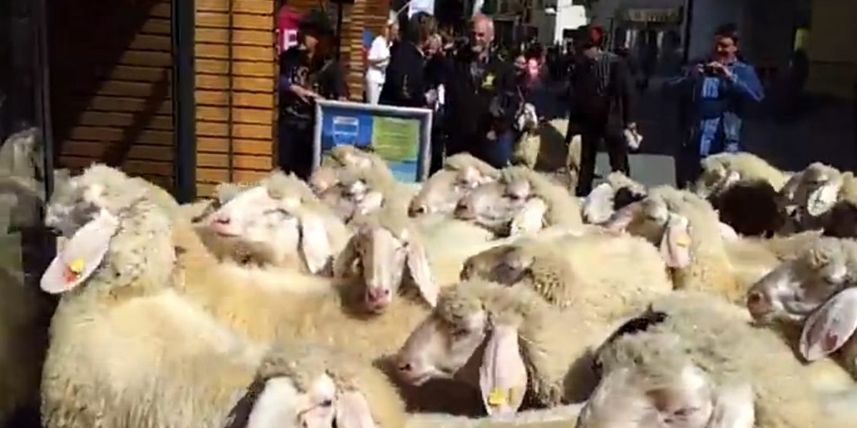 Owce weszły do sklepu