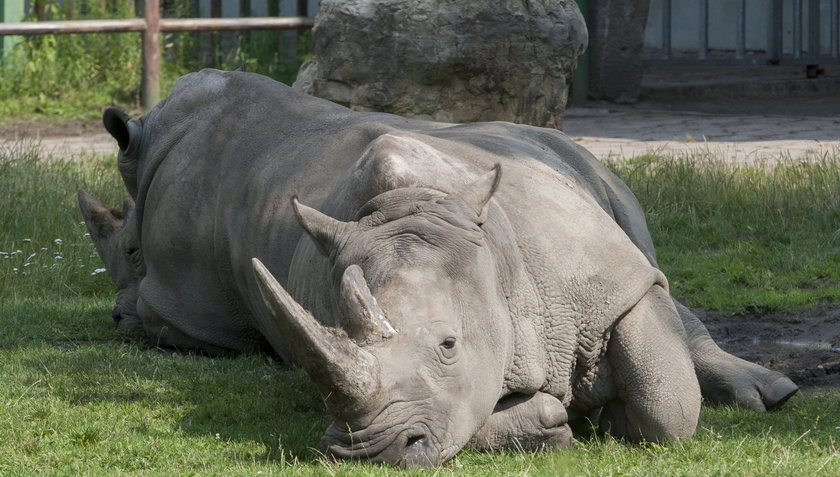 Sjesta w śląskim zoo