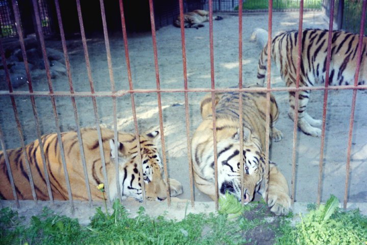 Kto zjadł konie z braniewskiego zoo?