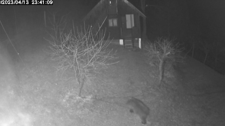 Medved kod Prijepolja