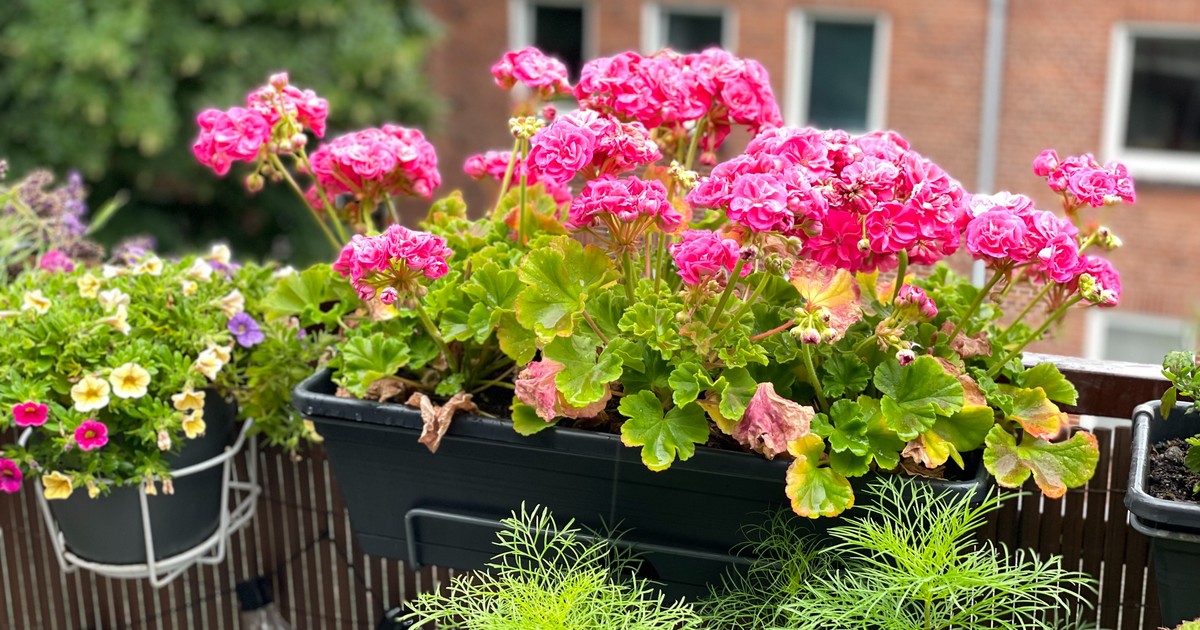 Czym nawozić pelargonie? "Nakarm" ją metodą babci. Efekt gwarantowany