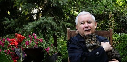 Kaczyński bawi się z kotem. Tęskni za Alikiem? FOTY