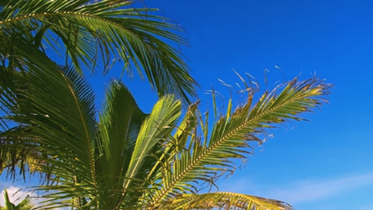 Wymarzona ceremonia ślubna może odbyć się na piaszczystych plażach Bali, Zanzibaru czy Seszeli. Istotne jest słoneczne ciepło, wskazany jest też lekki podmuch wiatru.