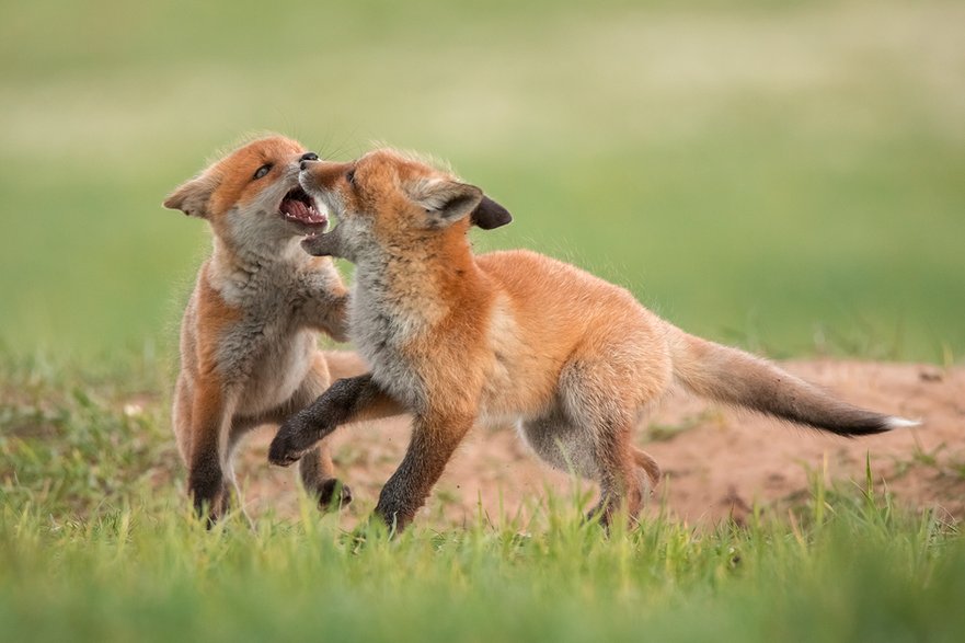 Lis (Vulpes vulpes)