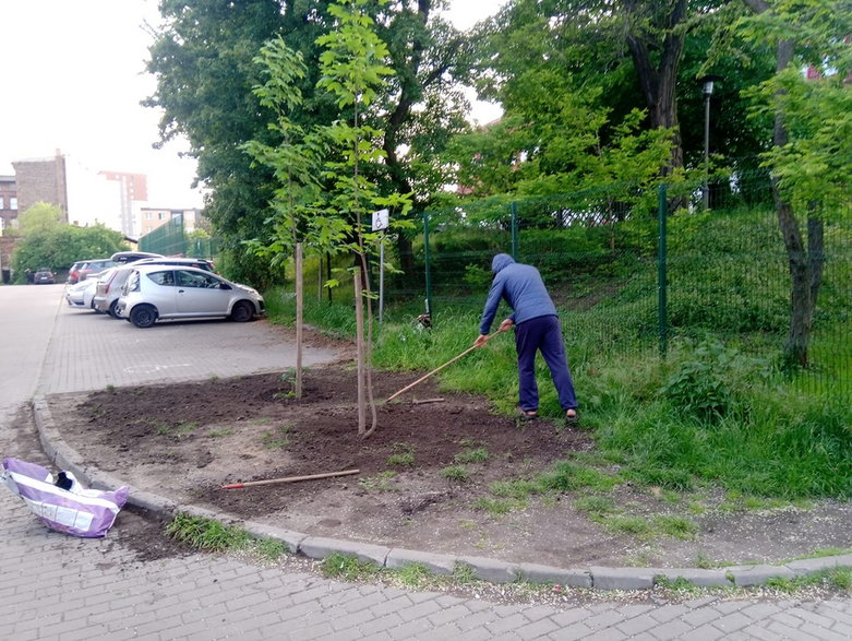 Czasem lepsze od słupkozy mogłoby być sadzenie drzew