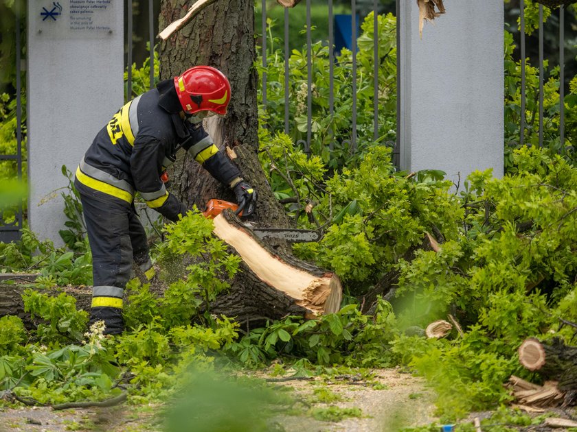 Księży Młyn w Łodzi. Drzewo runęło na ulicę