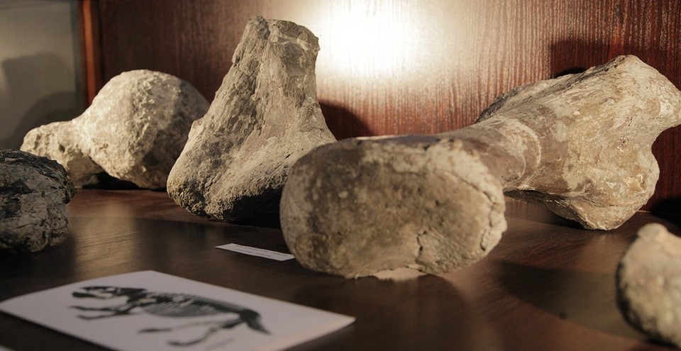 LISOWICE MUZEUM PALEONTOLOGICZNE