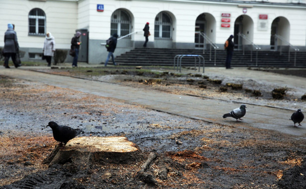 Wycięte drzewa w centrum Warszawy