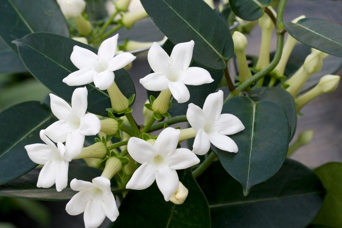 Ulepšajte zimu slatkim tropskim mirisom madagaskarskog jasmina