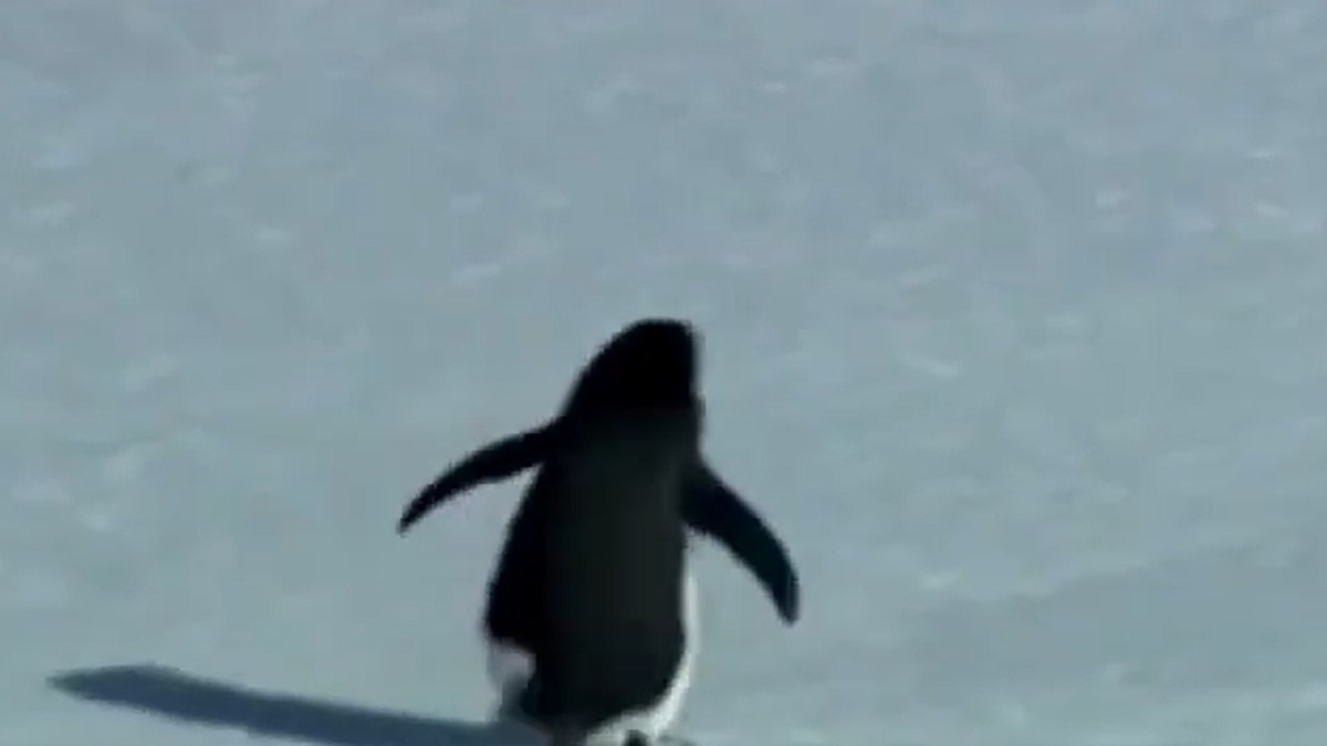 "Nihilistički pingvin" je osvojio internet