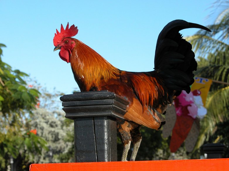 “Key West Roosters” pochodzą od kogutów wyhodowanych do walki na Kubie