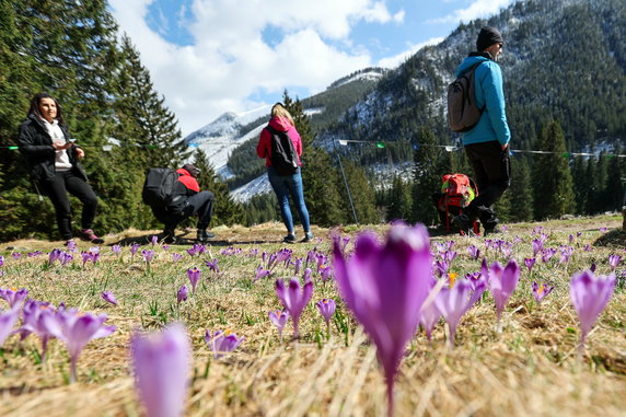 W Tatrach zakwitły krokusy. Tłumy turystów ruszyły podziwiać kwiaty w Dolinie Chochołowskiej