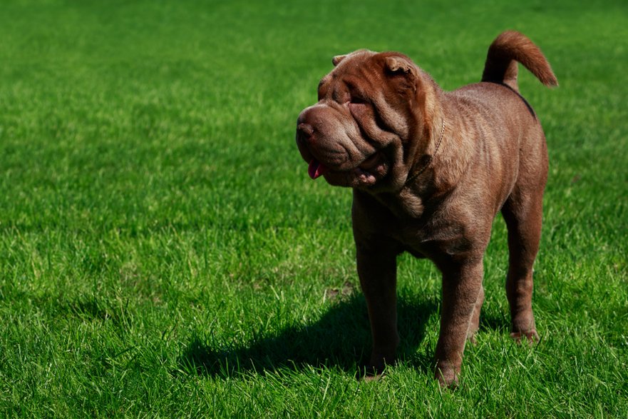 Shar pei to pies, który odnajdzie się w roli stróża - deviddo/stock.adobe.com