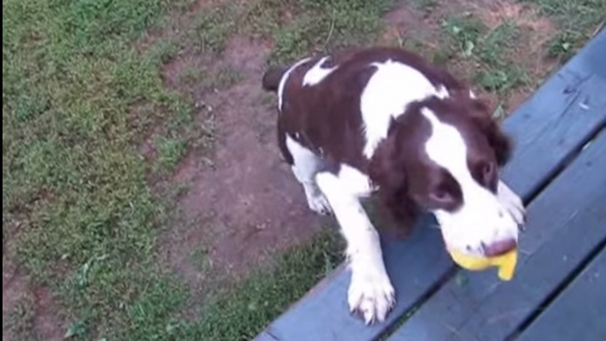 Kellar, spaniel angielski, nie widzi od urodzenia, ale bawi się jak zdrowy pies. Nawet umie znaleźć i przynieść piłkę!