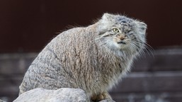 odnalazła się bożenka, poznańskie zoo odetchnęło. ktoś celowo wypuścił ją z klatki