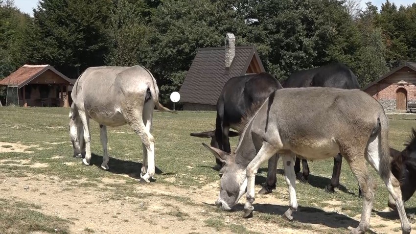 Preko noći su se sastali u štali simbolično nazvanoj „Arka“, po Nojevoj barci