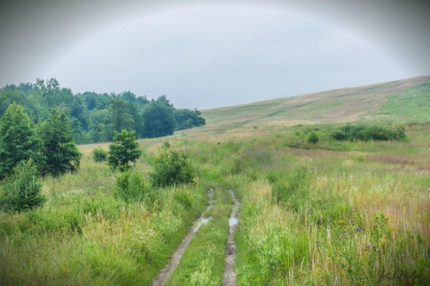 Spotkanie z niedźwiedziem