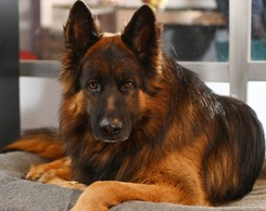 Potwierdzone oficjalnie. Fani serialu 'Komisarz Alex' muszą przygotować się na pożegnanie