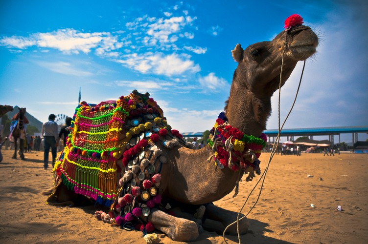 Nadziewany wielbłąd – i chodzi tutaj o całego wielbłąda. Nadzienie stanowi cała owca oraz dwadzieścia kurczaków. Według księgi rekordów Guinnessa jest to największa na świecie pozycja w menu. Podobno jest to tradycyjna potrawa Beduinów, którą przygotowuje się, układając składniki jak rosyjską matrioszkę. Wielbłąda nadziewa się więc owcą, owcę - kurczakami, a kurczaki - jajkami i ryżem.