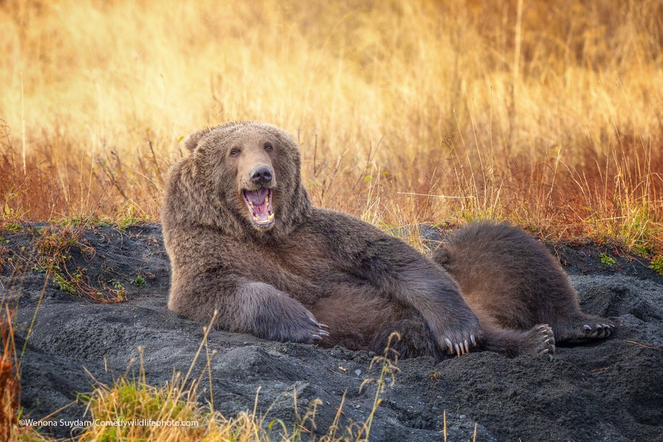 Wenona Suydam "Draw me like one of your French Bears" (Narysuj mnie, jak jednego ze swoich francuskich niedźwiedzi)