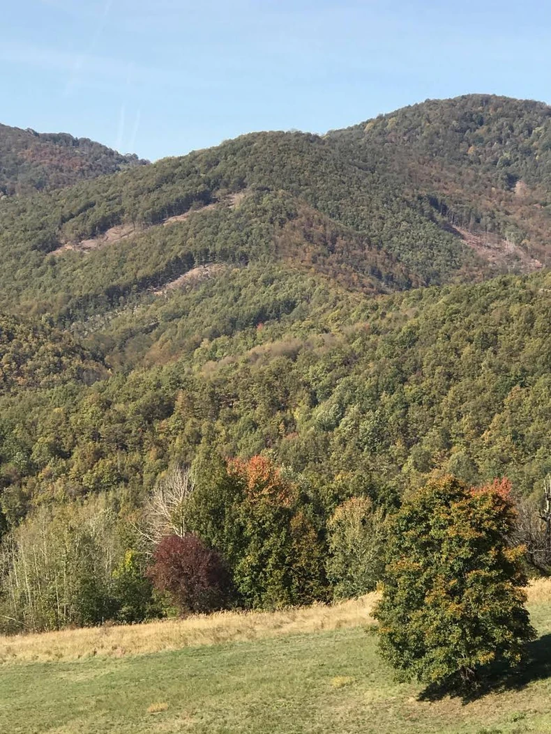 Šumokradice pustoše i šume u Južnom Kučaju 