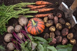 Co trzeba zrobić jesienią w ogrodzie? Od tego musisz zacząć [LISTA ZADAŃ]