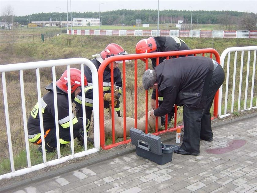 sarenka, jelonek, akcja ratunkowa