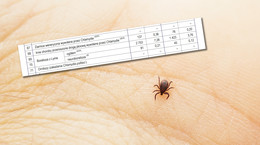 Record number of Lyme cases this year.  Why is this happening?