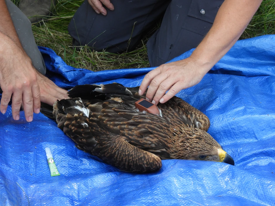Telemetrija postavljena na krstaša Jocu