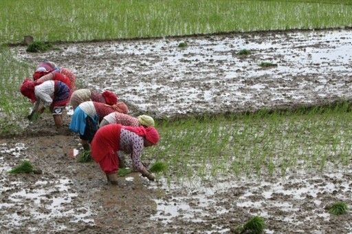 NEPAL - ECONOMY - AGRICULTURE