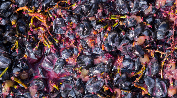 A bortörköly a préselés után visszamaradt szilárd szőlőrészek neve / Fotó: Shutterstock 