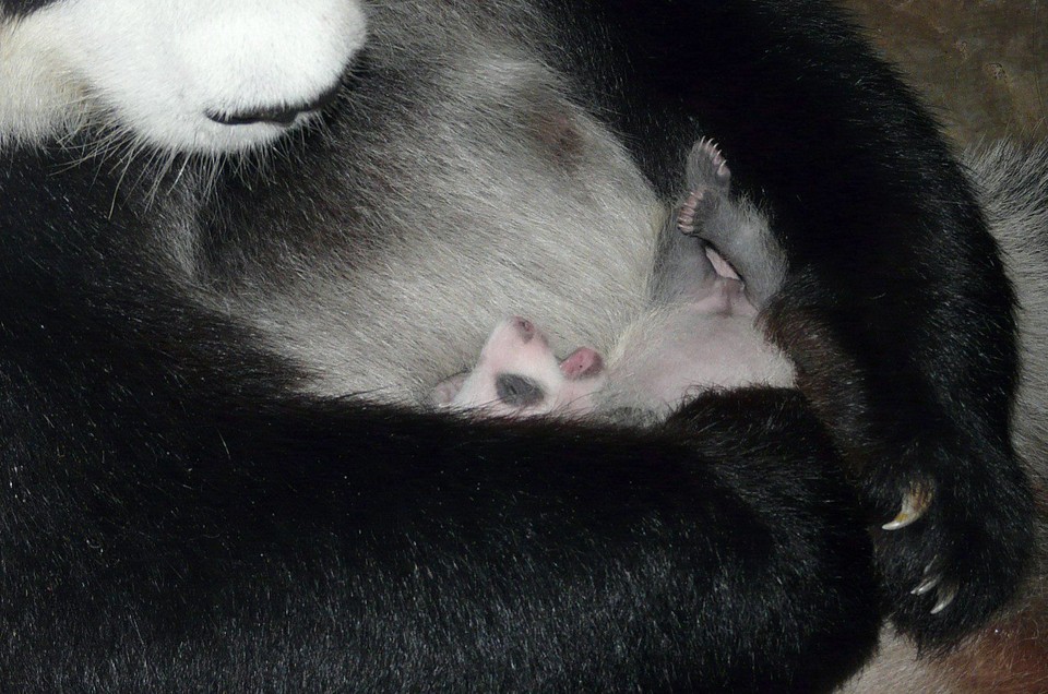 THAILAND NEW BORN PANDA CUB