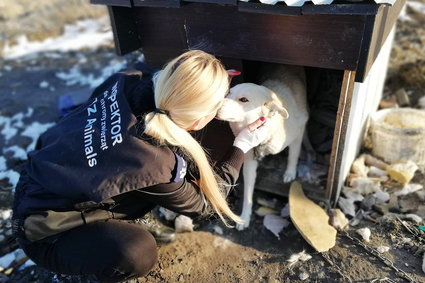 Organizacje charytatywne to oszczędność dla państwa. Zobacz, jak działa Ogólnopolskie Towarzystwo Ochrony Zwierząt OTOZ Animals