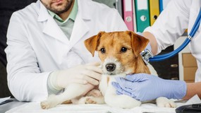 Rewolucja w szczepieniach psów? Obowiązek ma się zmienić!