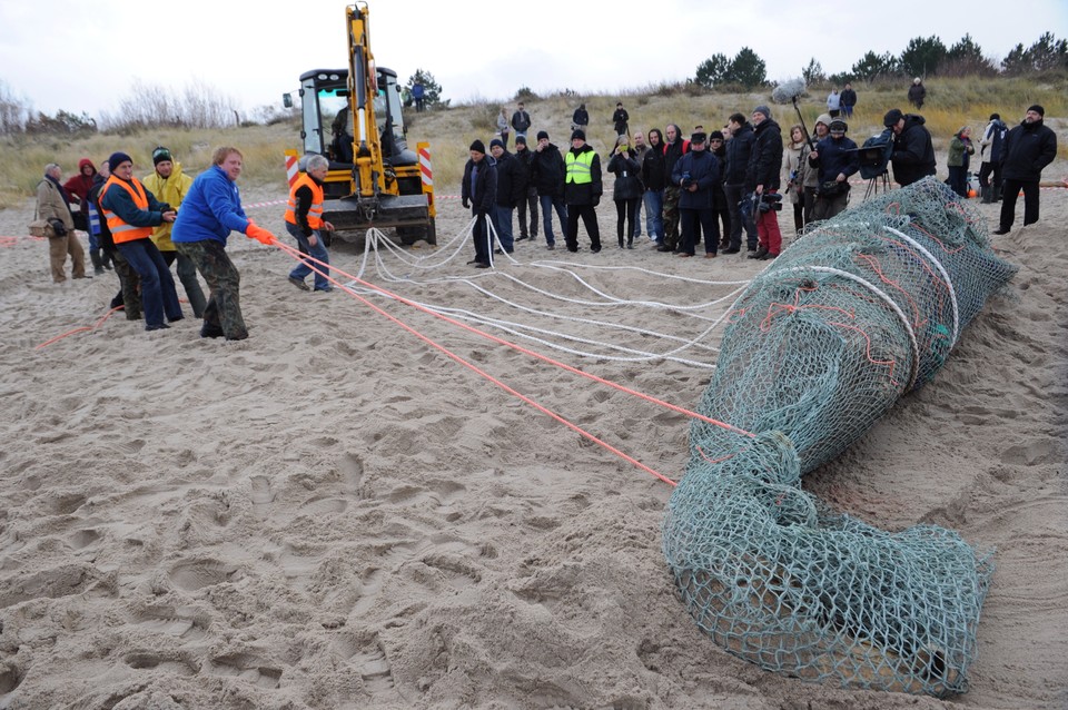 Martwy waleń na plaży w Unieściu