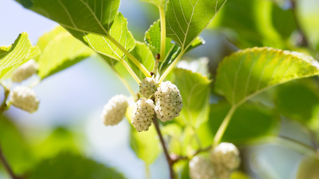 Biela moruša patrí medzi nenáročné ovocné  stromy, ktoré dokážu rodiť desiatky rokov.