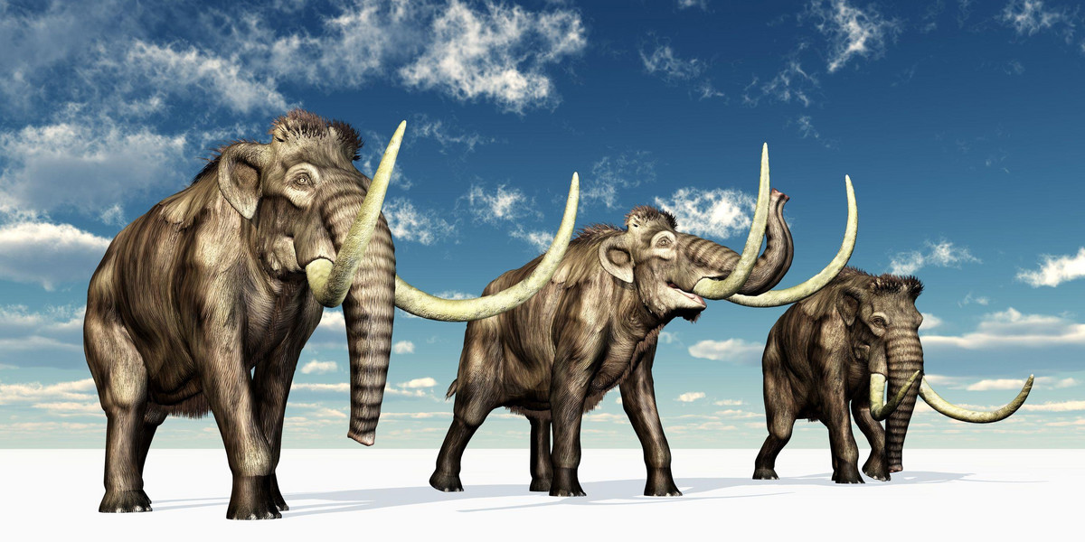 Autorzy projektu naukowego „Woolly Mammoth Revival” twierdzą, że w ciągu dwóch lat, dzięki rozwojowi inżynierii genetycznej, można będzie przywrócić do życia mamuty, a dokładniej: niby-mamuty będące hybrydami słonia i mamuta. 