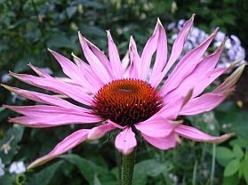 echinacea-kasvirag-d0000100345f665889a36