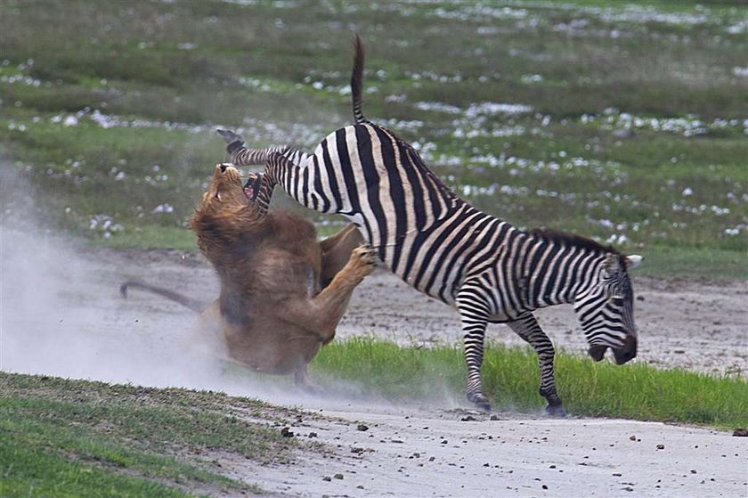 Brawo zebra! Lew dostał w pysk. FOTO