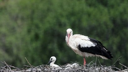 A hőség miatt nem találnak élelmet a gólyák: van olyan fióka, ami már nem bírta tovább az éhezést, inkább kiugrott a fészekből