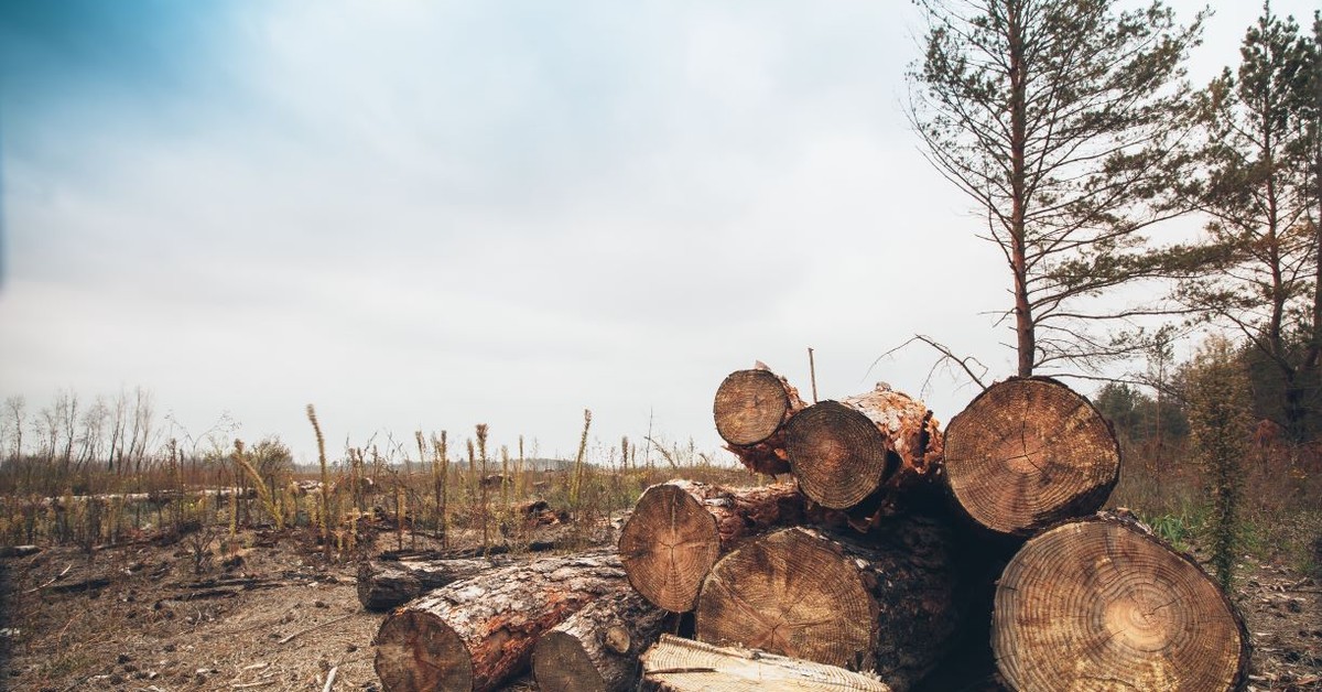 Codziennie Europa traci tereny zielone o wielkości... 600 boisk piłkarskich. Polska w czołówce zestawienia