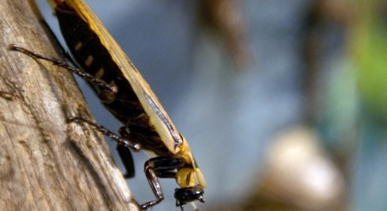 Indian woman discovers some nightmares can come true when a cockroach crawls up her nose and burrows in behind her eyes